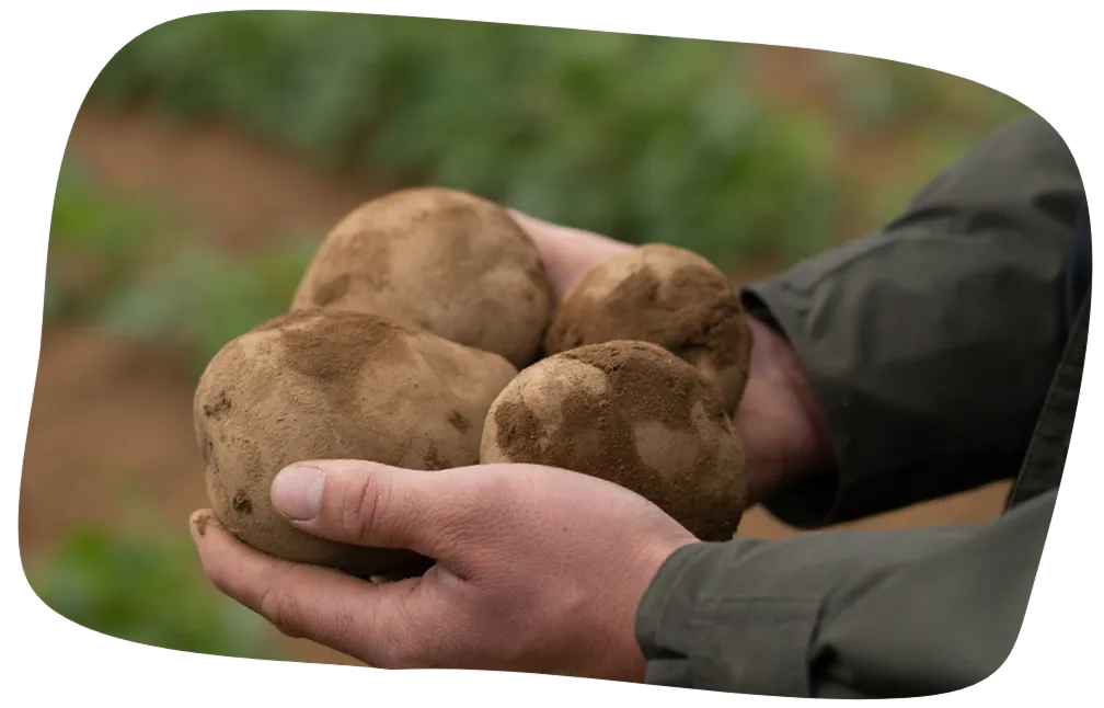 Banner Image Smart Farming